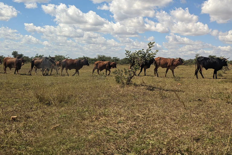A big piece of land with very few shrubs and no shade and cattle grazing