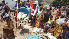 Dozens of people stand in a port where fish that have just been caught are being tipped out of a giant blue bucket for sale.
