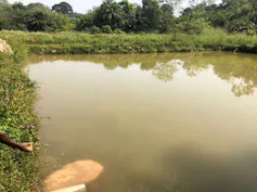 A big brown and green pond with fish feed being thrown in.