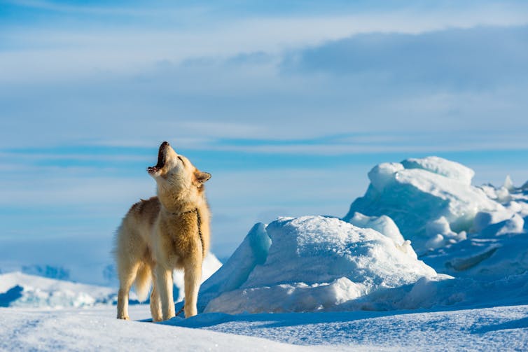 lone husky howling on greenland icy landscape
