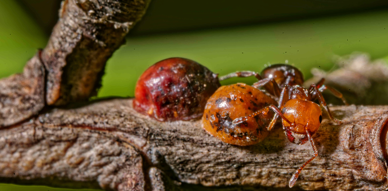 Dans le Var, la progression de la cochenille-tortue du pin menace les paysages méditerranéens Dans le Var, la progression de la cochenille-tortue du pin menace les paysages méditerranéens