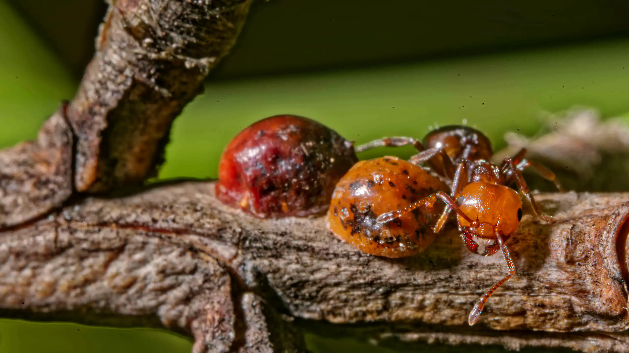 Gros plan sur deux cochenilles-tortues et une fourmi rouge sur une branche.