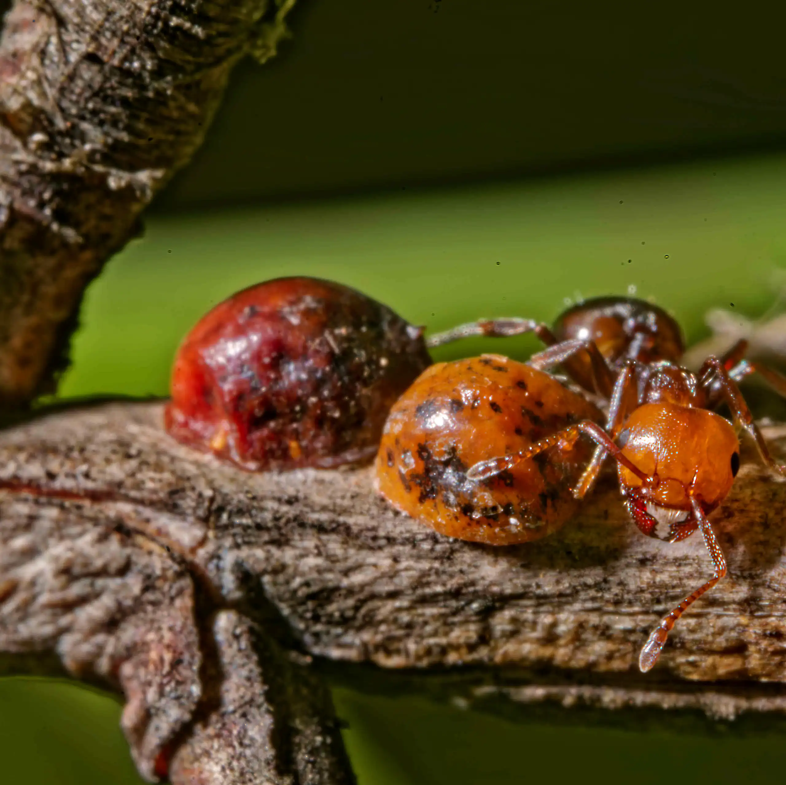 Gros plan sur deux cochenilles-tortues et une fourmi rouge sur une branche.