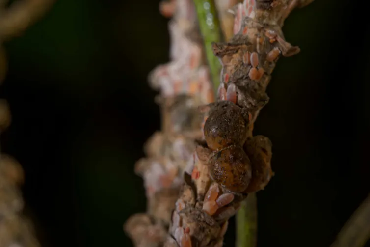 gros plan sur une colonie de cochenilles sur une branche
