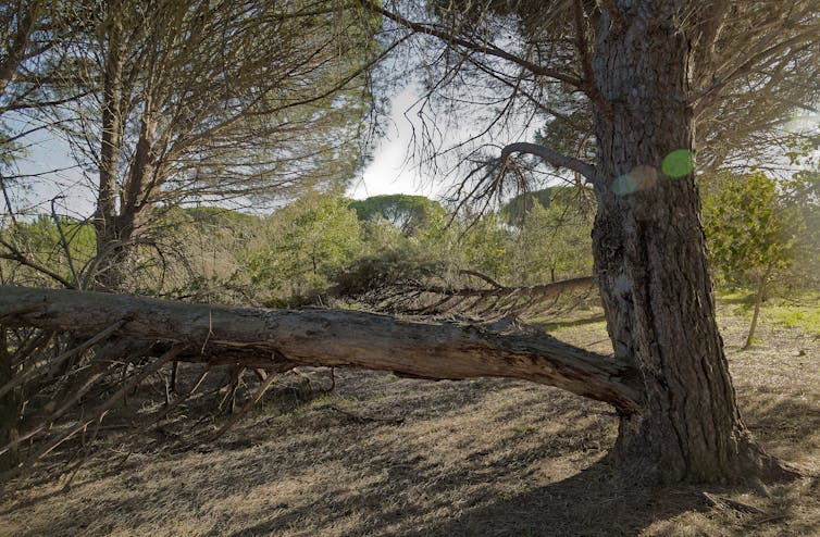 Within the Var, the development of the pine turtle mealybug threatens Mediterranean landscapes 1 a landscape of trees broken by insect damage