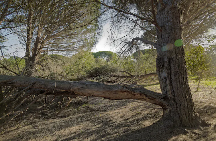 paysage d’arbre rompu par les dégâts causés par un insecte