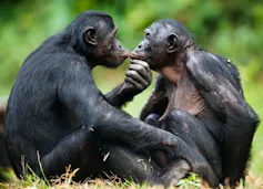 Dos chimpancés unen sus labios.