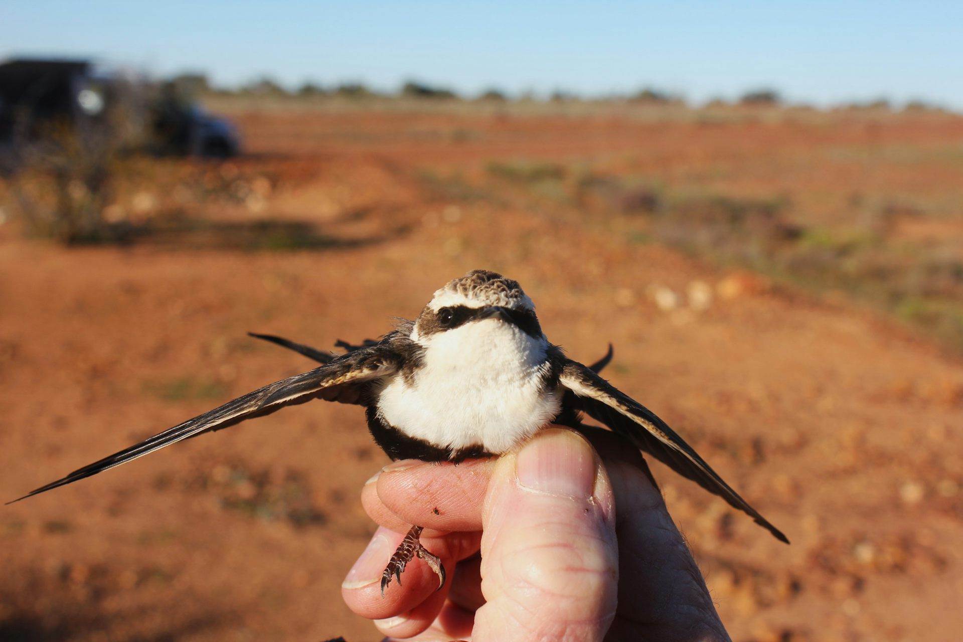 Tiny radio transmitters reveal a hidden survival tactic in birds