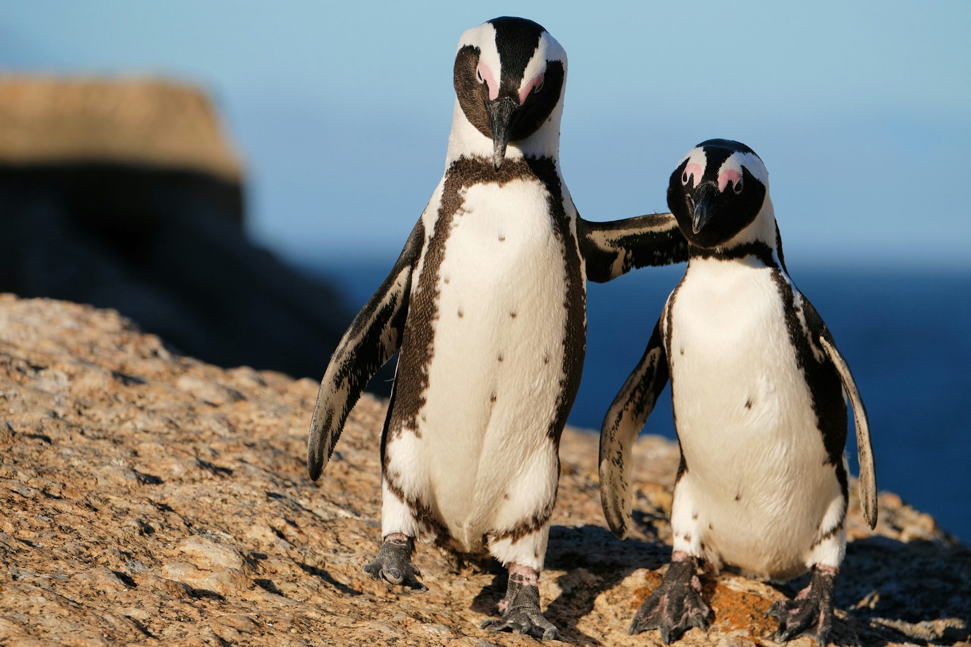 Can African penguins be brought back from the brink? Better designed no-fishing zones could help