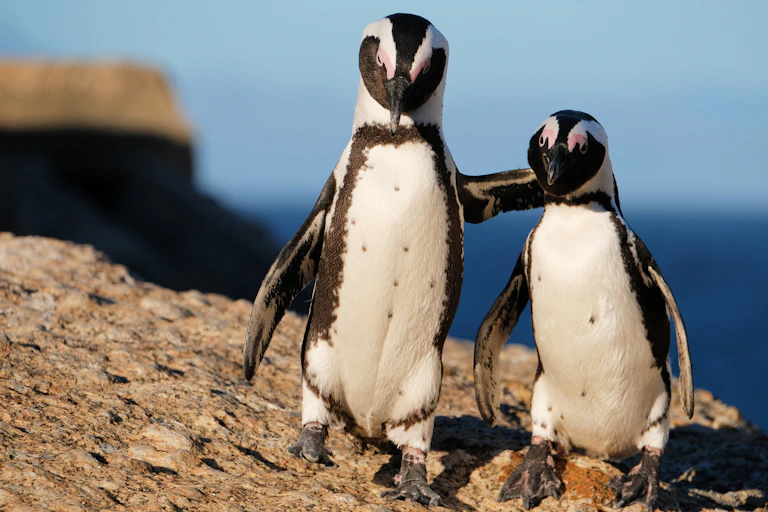 Two black and white birds