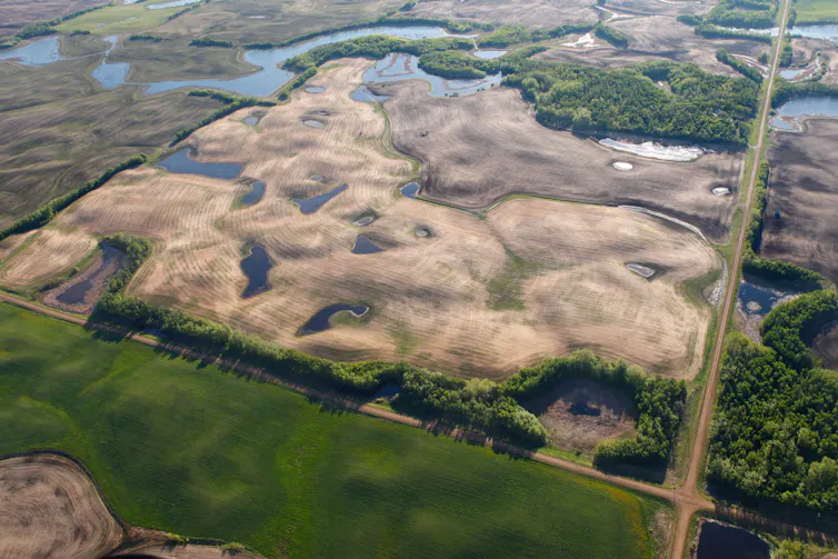 An aerial photo of prairie wetlands embedded in an agricultural field.