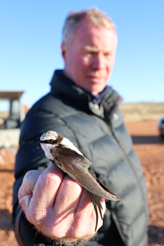 A man wearing a black jacket holding a small black and white bird in his hand.