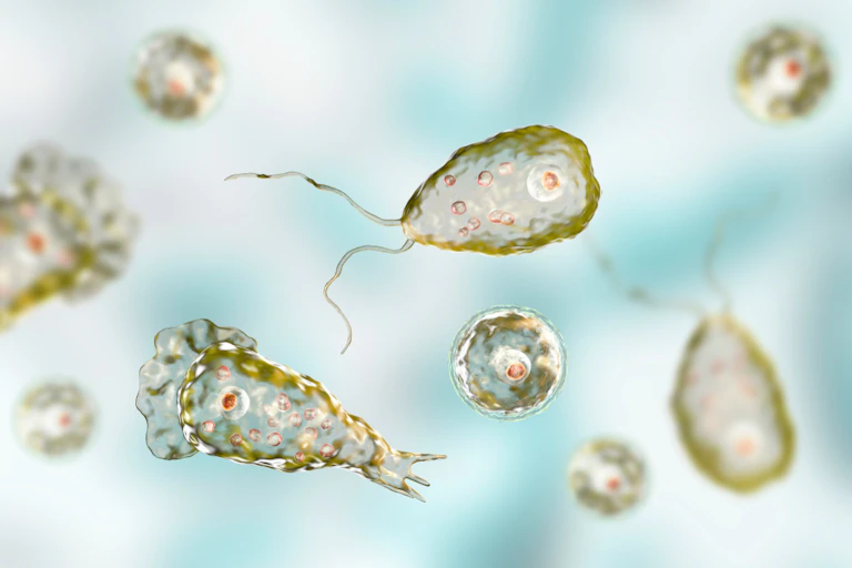 Naegleria fowleri, the brain-eating amoeba.