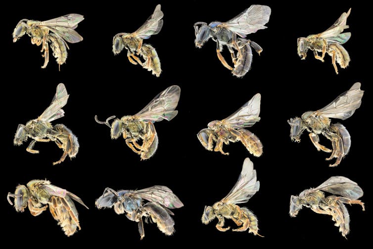 Twelve different types of bees against a black background.