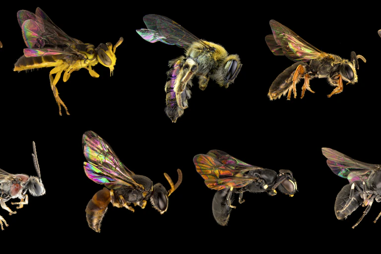 Several native bee photographs marching across a black background