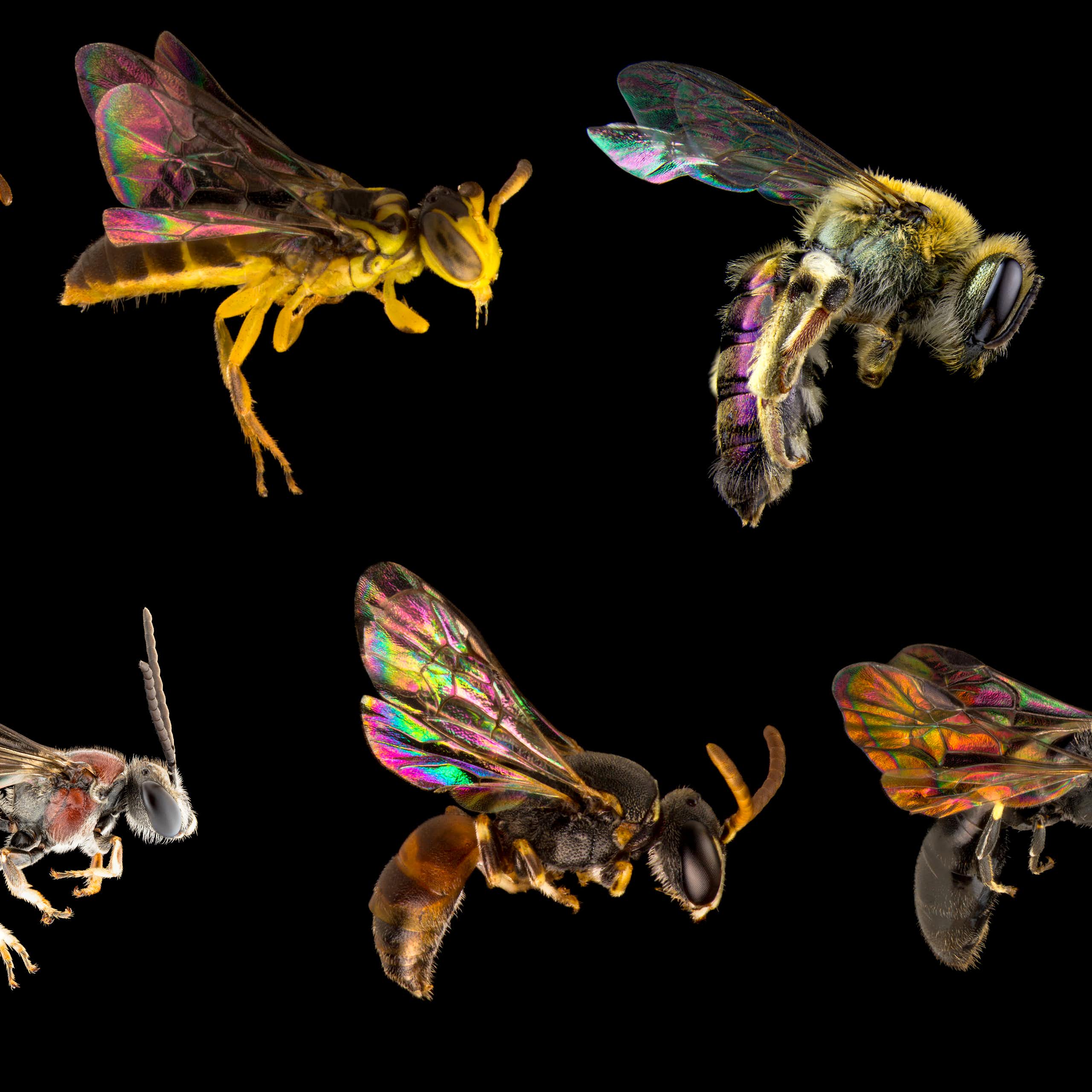 Several native bee photographs marching across a black background