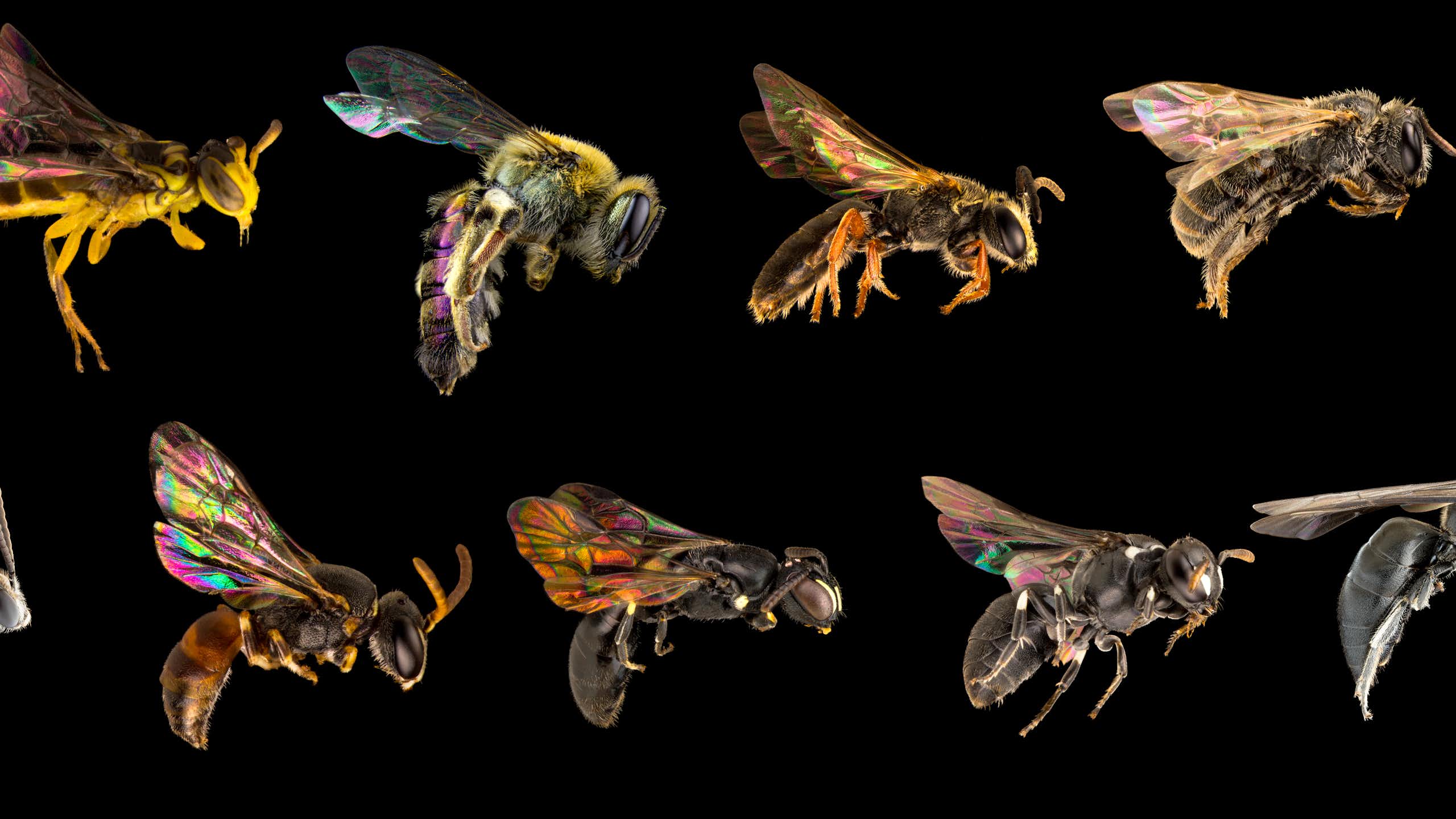 Several native bee photographs marching across a black background