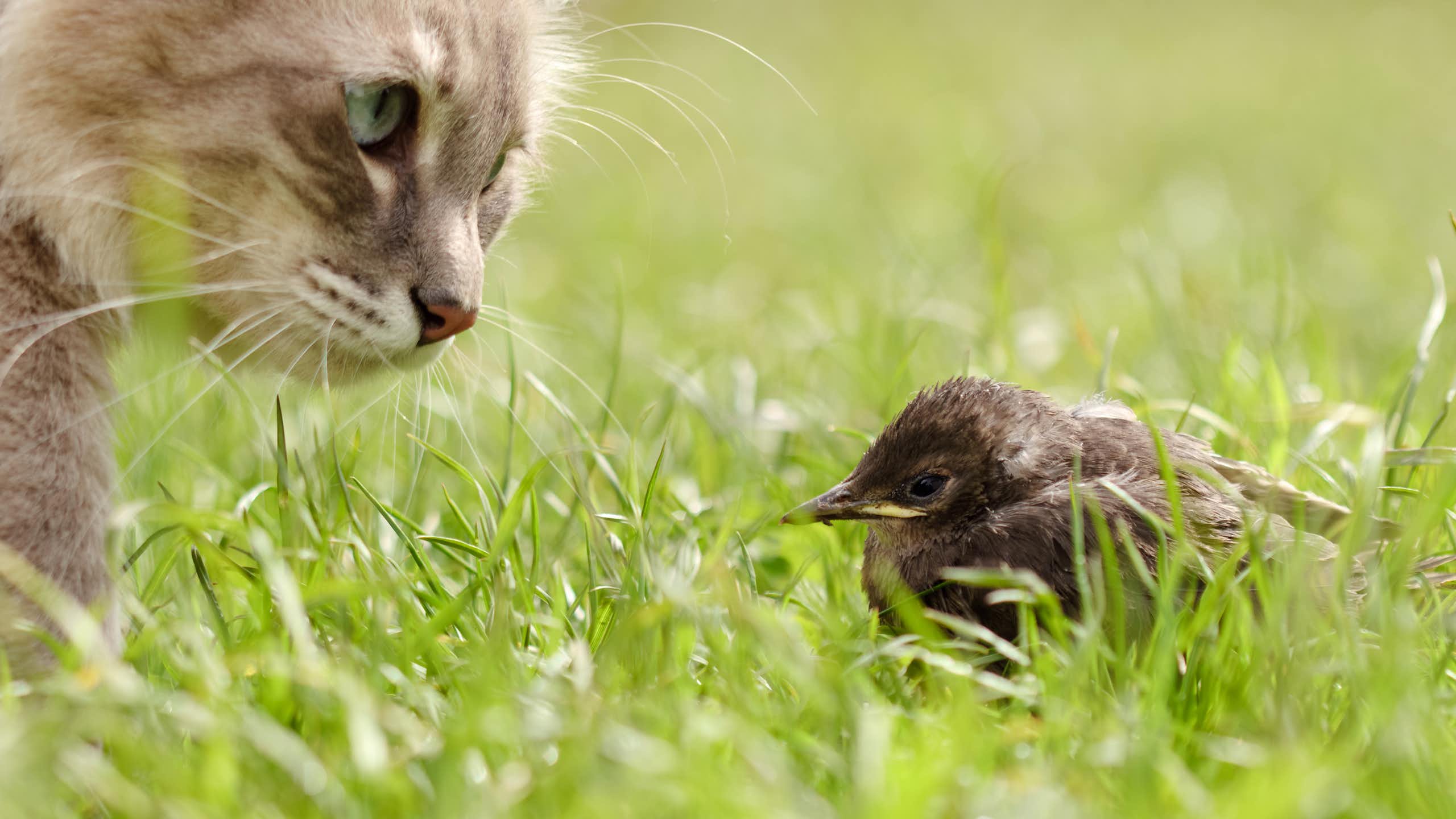 Un chat et un oiseau.
