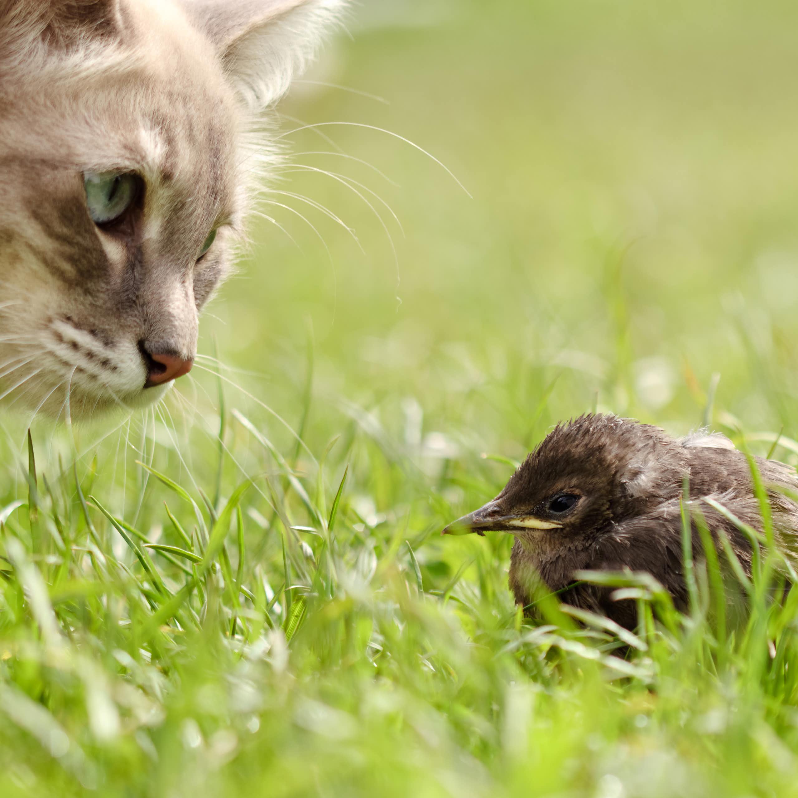 Un chat et un oiseau.