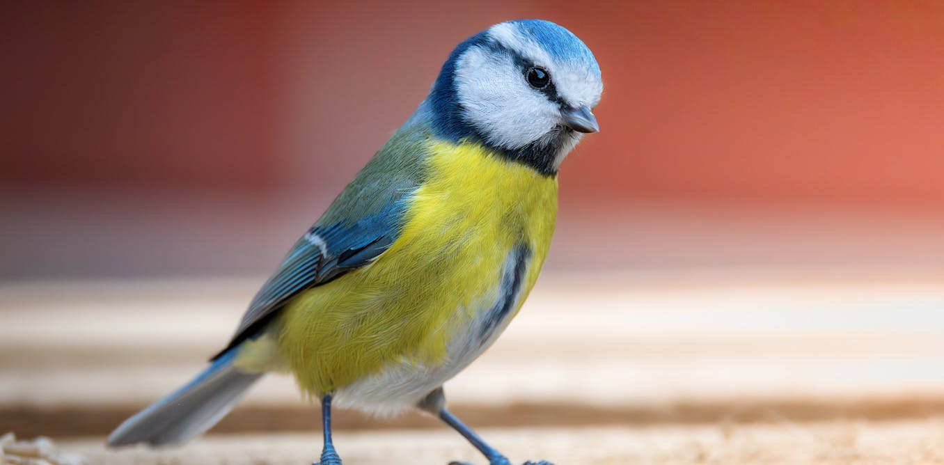 The brilliant and bizarre ways birds use their sense of smell – from natural cologne to pest control The brilliant and bizarre ways birds use their sense of smell – from natural cologne to pest control