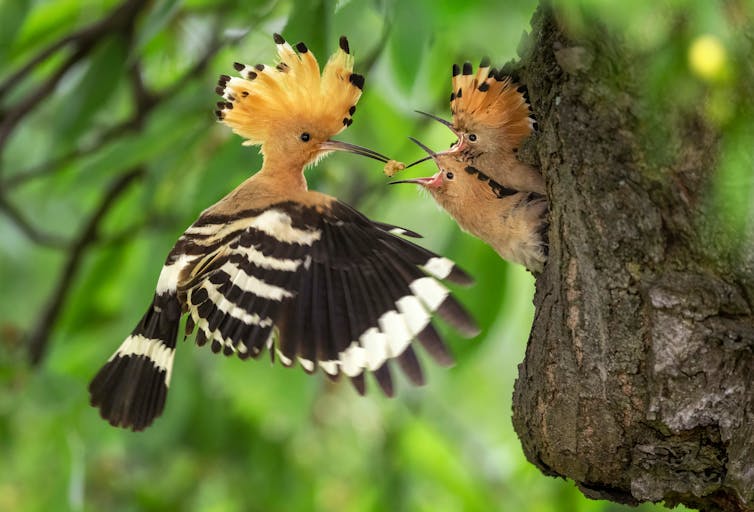 Bird with big fluffy crest feeding chicks in tree.