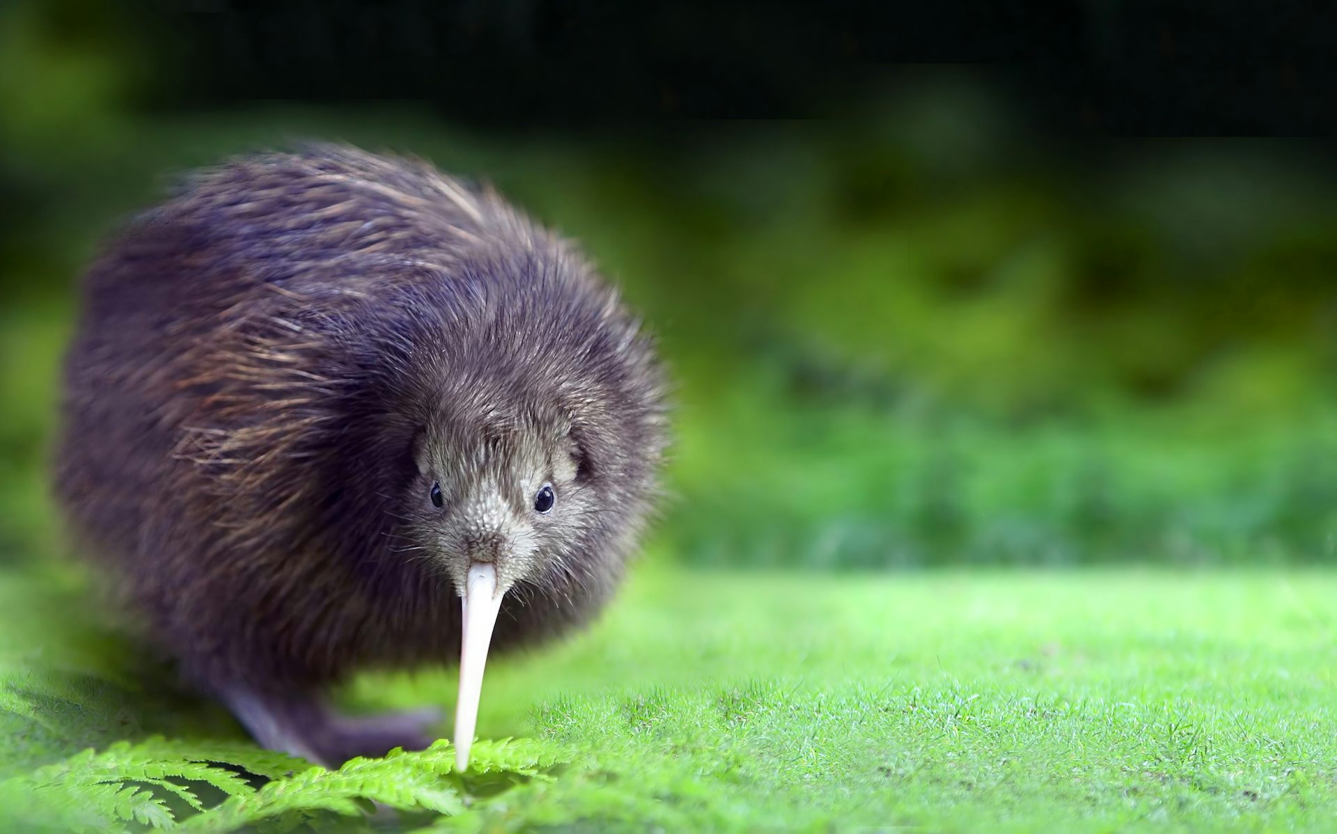 Small fluffy bird with long beak,