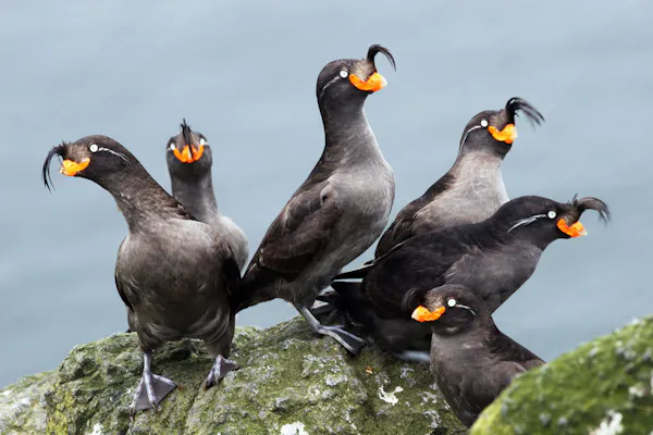 Black birds with crest and orange beak perch on rock.