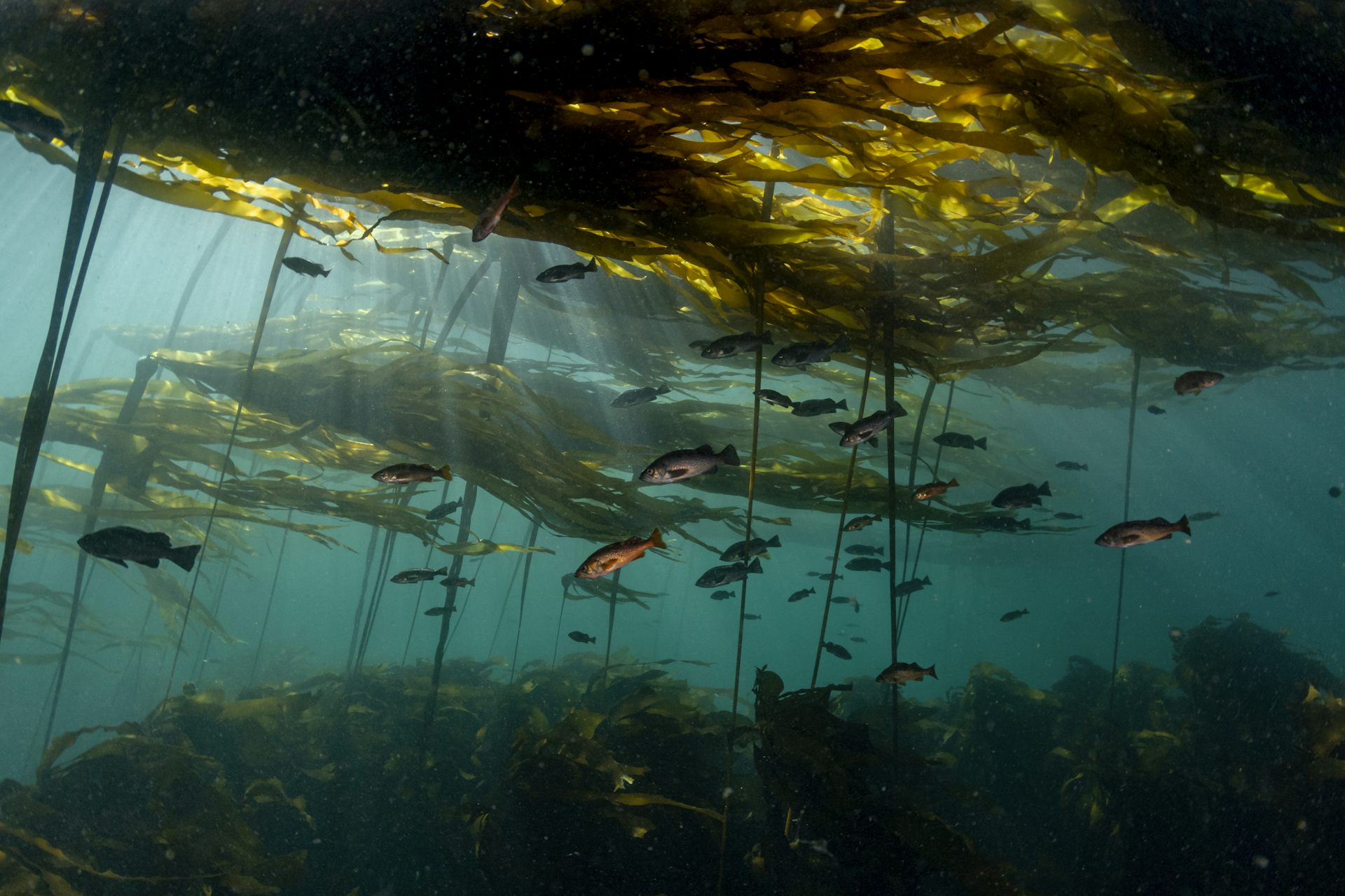 Les poissons nagent sous les algues dans l'océan.