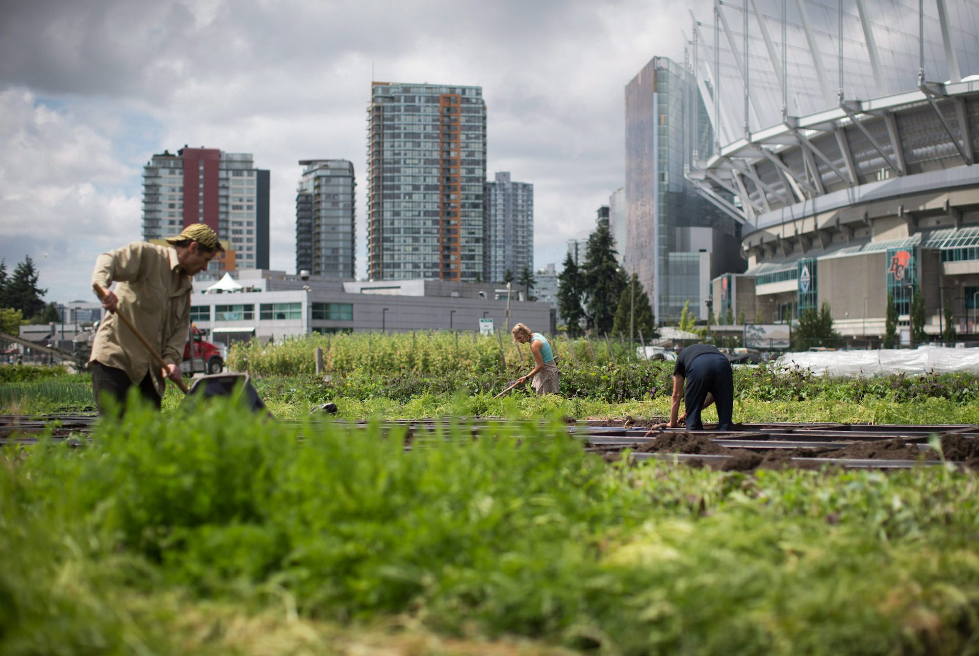 Des personnes utilisant des outils agricoles travaillent parmi des plantes vertes. De grands bâtiments en verre et un stade sont visibles à l'arrière-plan.
