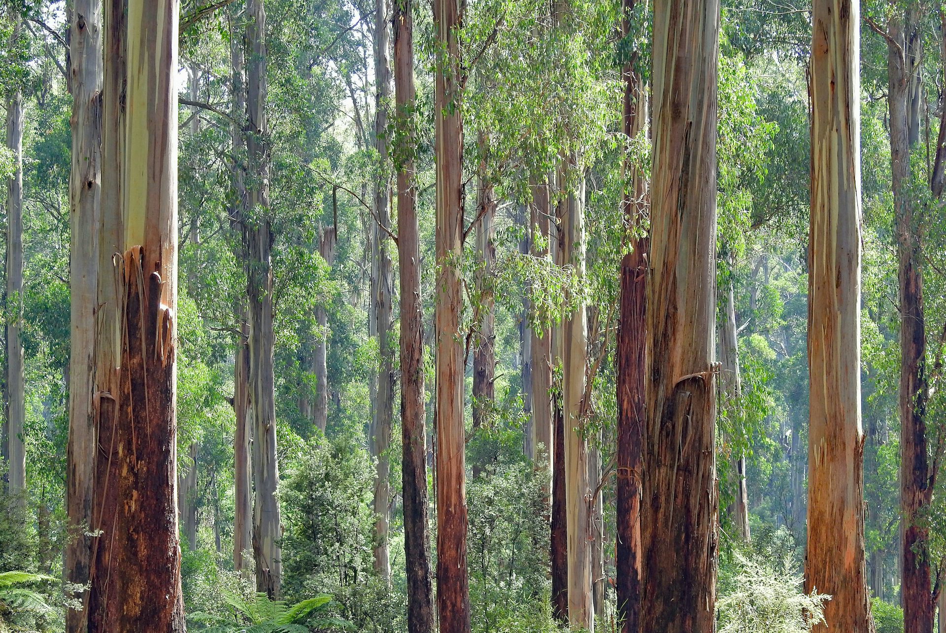 Victoria’s mountain ash forests naturally thin their trees. So why do it with machines?