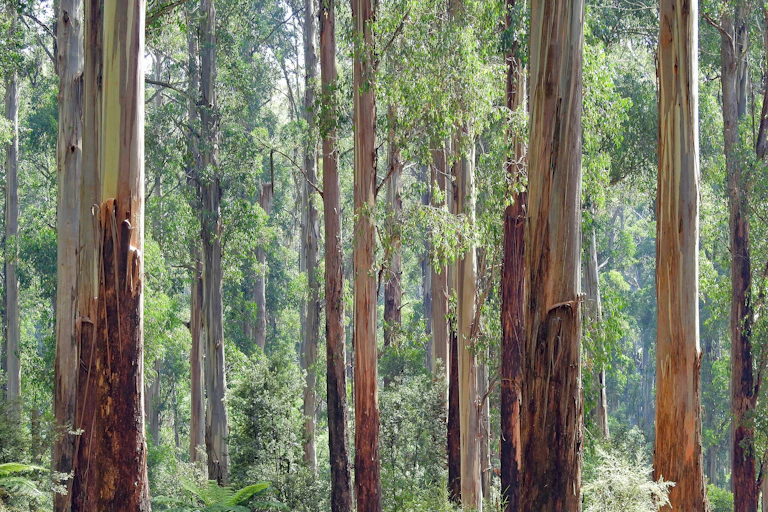 The long tall trunks of mountain ash stand in a forest.