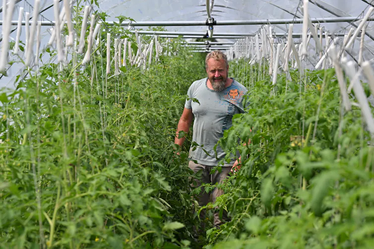 man standing in polytunnel with tomatoes growing.