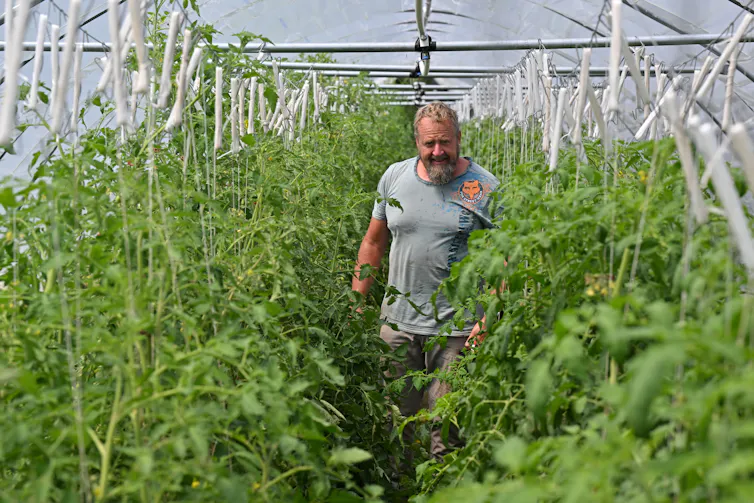 man standing in polytunnel with tomatoes growing.
