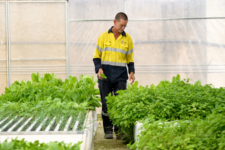 Man in greenhouse looking at leafy greens.