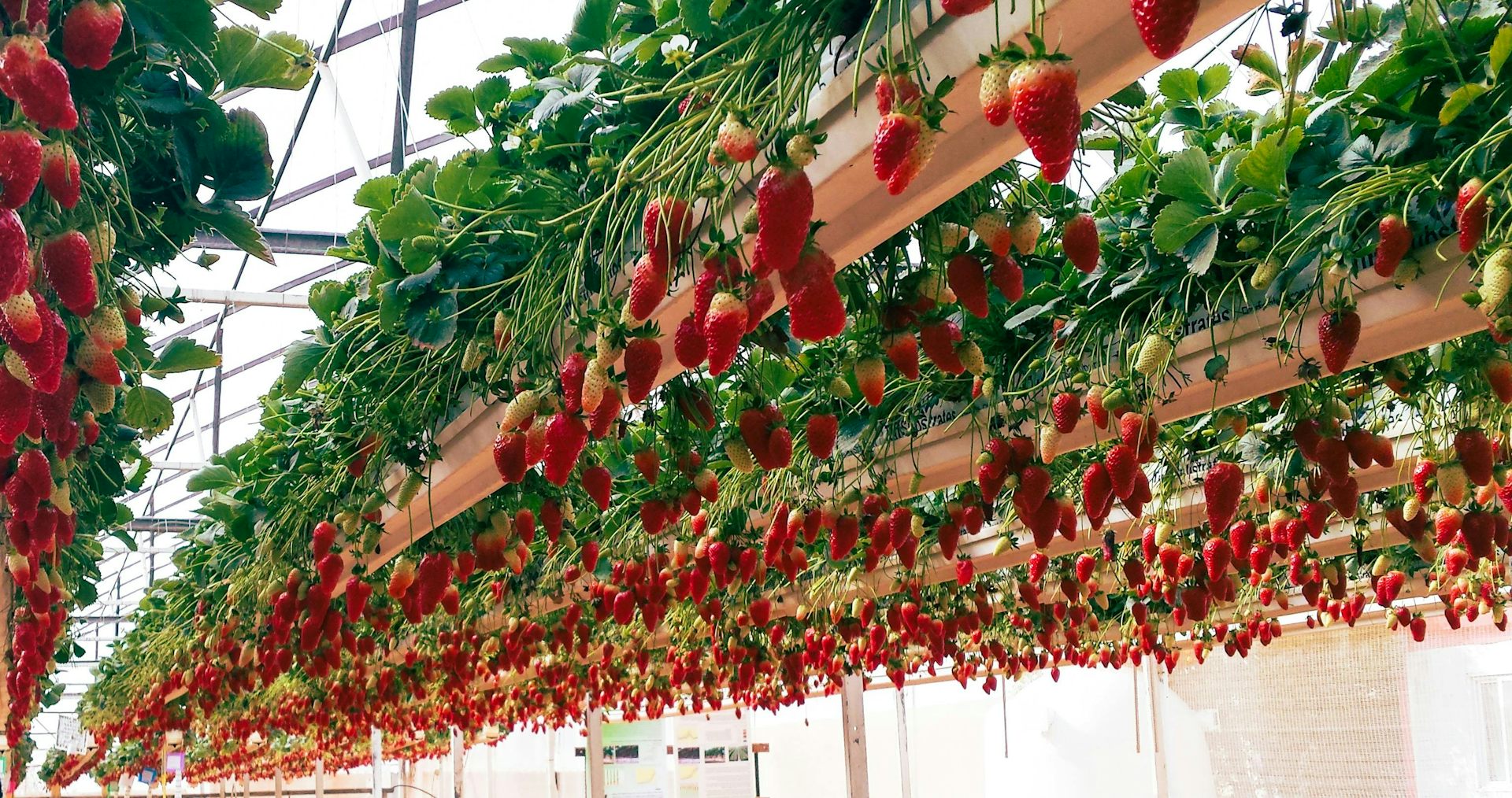 From high-tech greenhouses to fruit netting: how protected cropping can shield crops from climate extremes