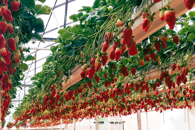 strawberries growing in greenhouse, hydroponics.
