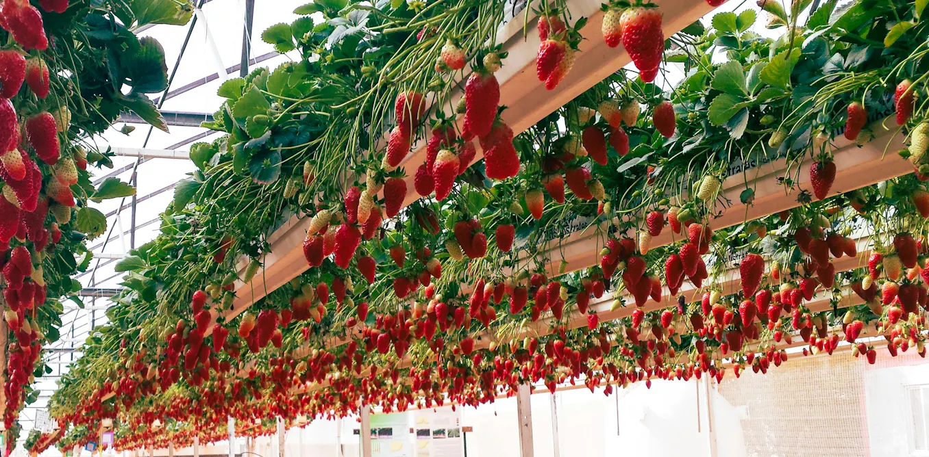 From high-tech greenhouses to fruit netting: how protected cropping can shield crops from climate extremes