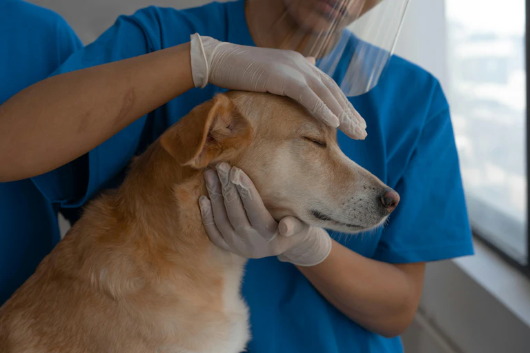 A person wearing gloves pats a dog
