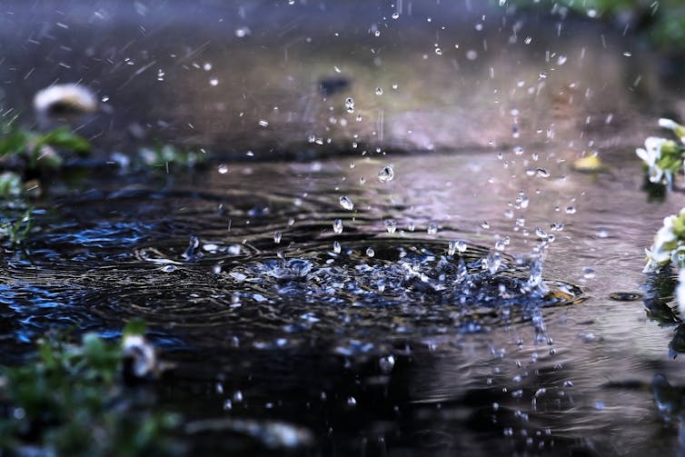 raindrops falling on puddle