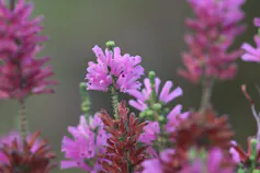 A small shrub with about 15 pink flowers on each stem.