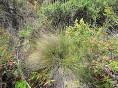 A green thin reed small bush with hundreds of reeds in a clump