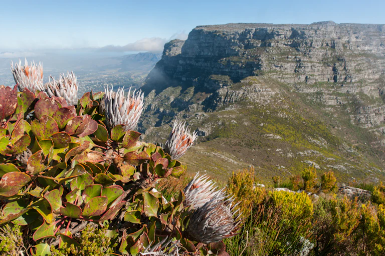 Pink and white flowers growing on a mountainside with a flat-topped mountain in the background.