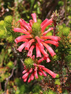 Coral pink flowers bursting out of a bright green bud, growing on a mountain