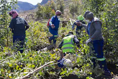 A team of people wearing blue overalls pull out invasive plants.