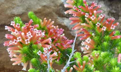 Small fluffy green branches with pink flowers bursting out of them