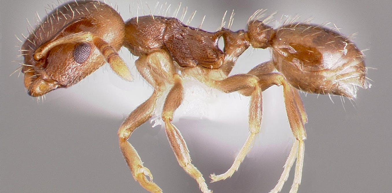 slave ants and their masters are locked in a deadly