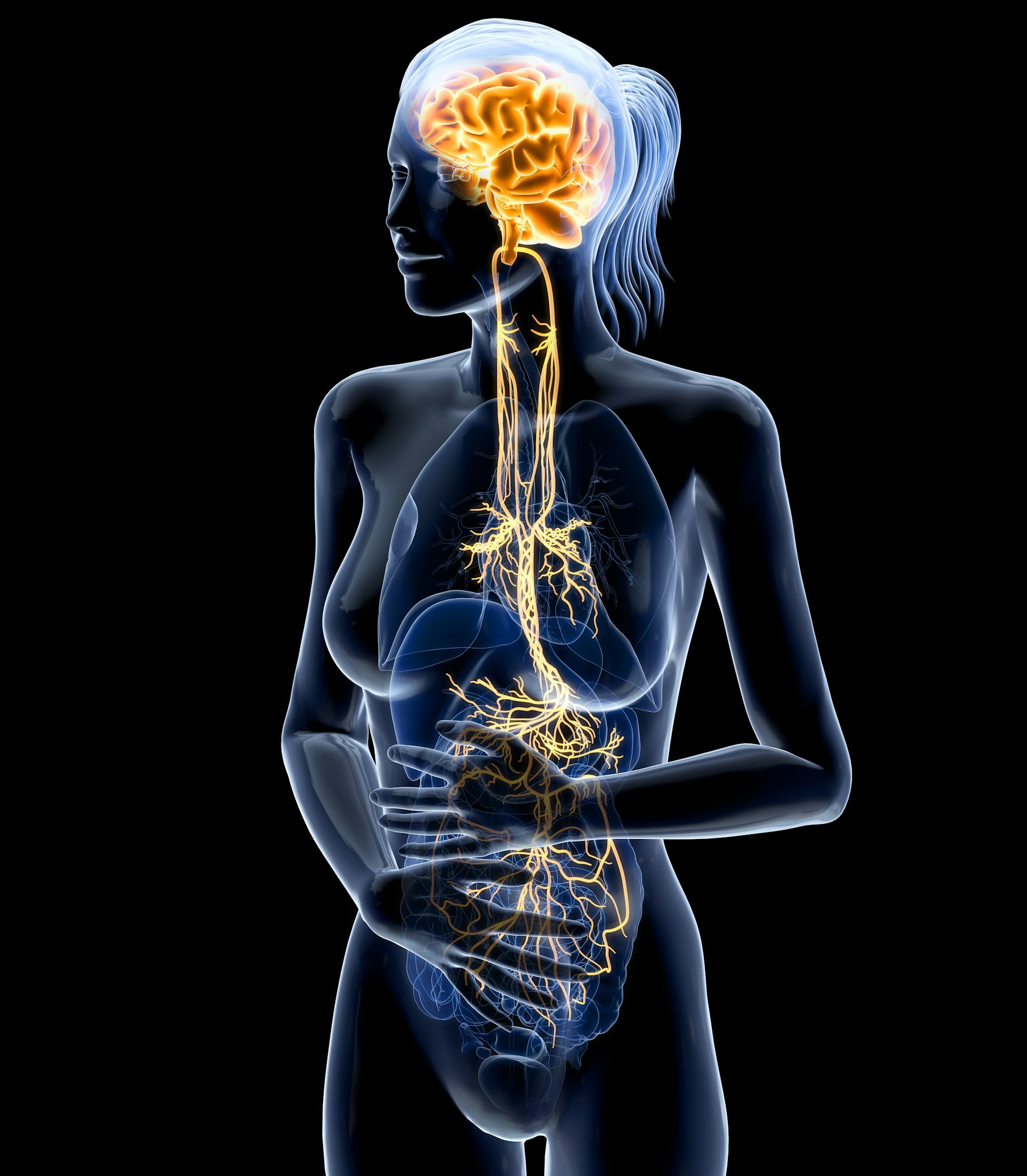 Representación anatómica del nervio vago.