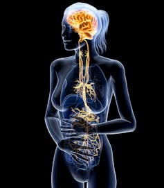 Representación anatómica del nervio vago.