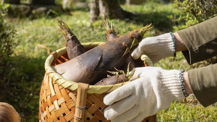 Bamboo shoots being harvested.