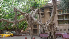 Gran árbol viejo cerca del edificio.